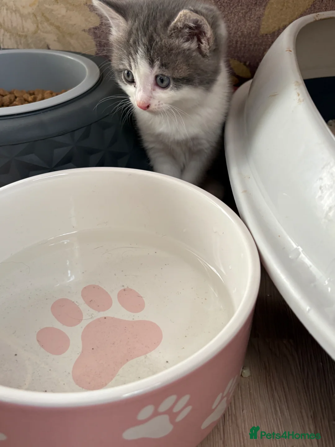 Mixed Breed cats for sale: 4 kittens available  in Bedford - Advert 11