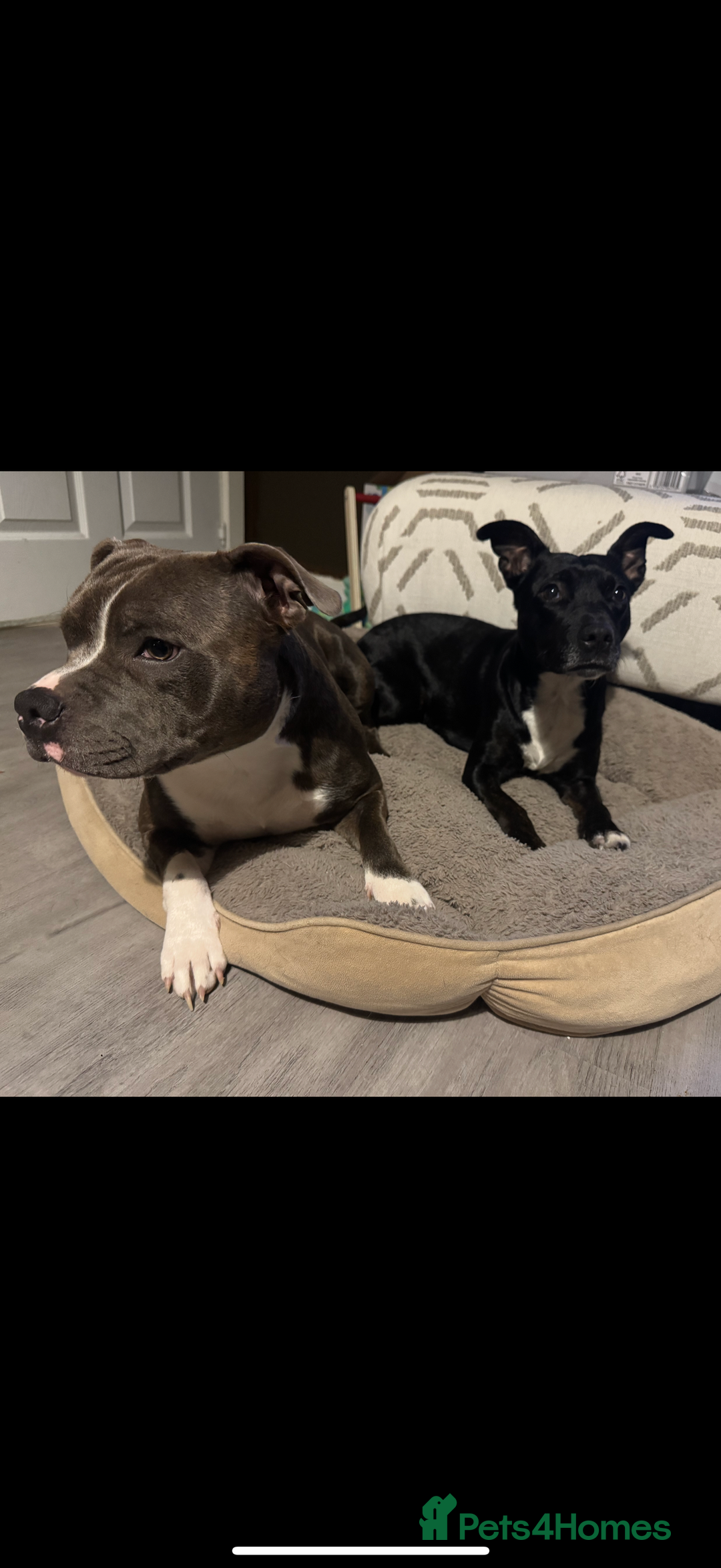 Staffordshire Bull Terrier dogs for sale: Male Staffordshire Bull Terrier Mix Puppies - Advert 8