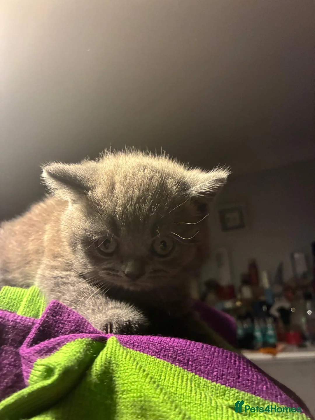 British Shorthair cats for sale: Stunning grey and chocolate BSH kittens - Advert 5