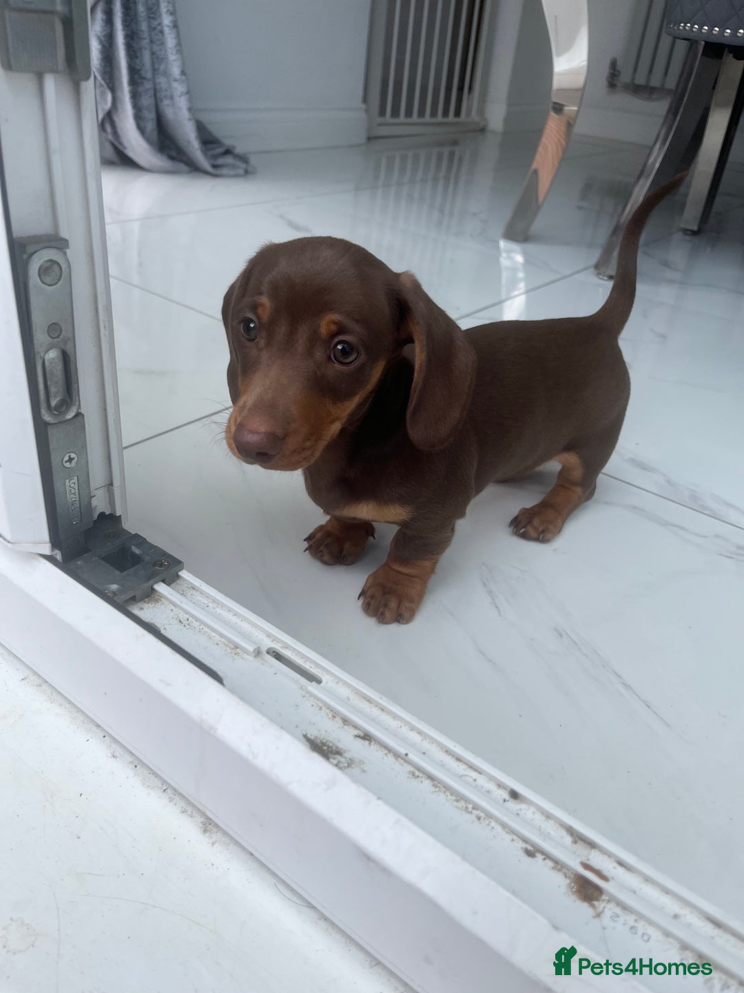Dachshund dogs for sale: Miniature dachshund  - Image 4