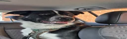 Border Collie dogs for sale: Arya  - Advert 5