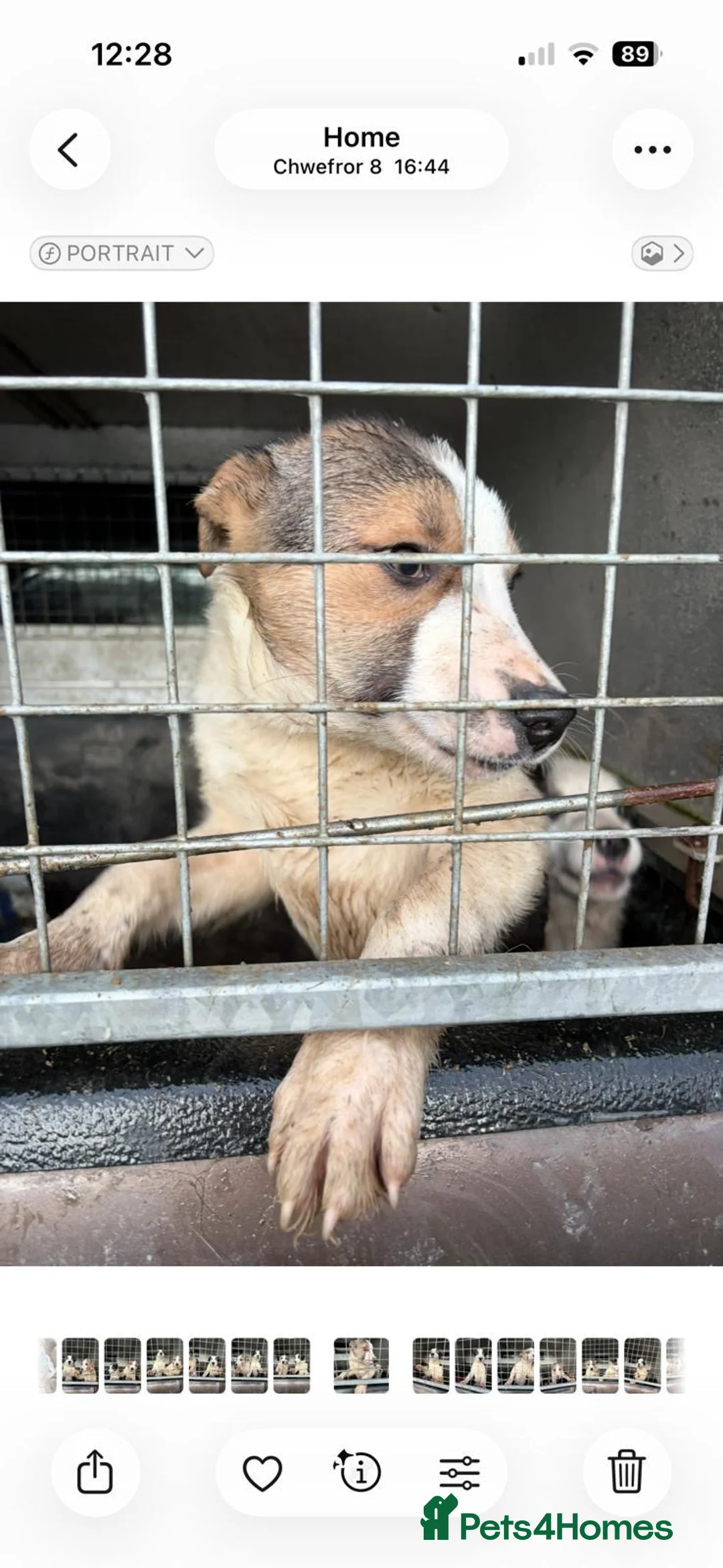 Welsh Collie dogs for sale: 2 border collie boys for sale - Advert 7