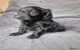 Cockapoo dogs for sale: F1b Cockapoo - ready this weekend - Image 23