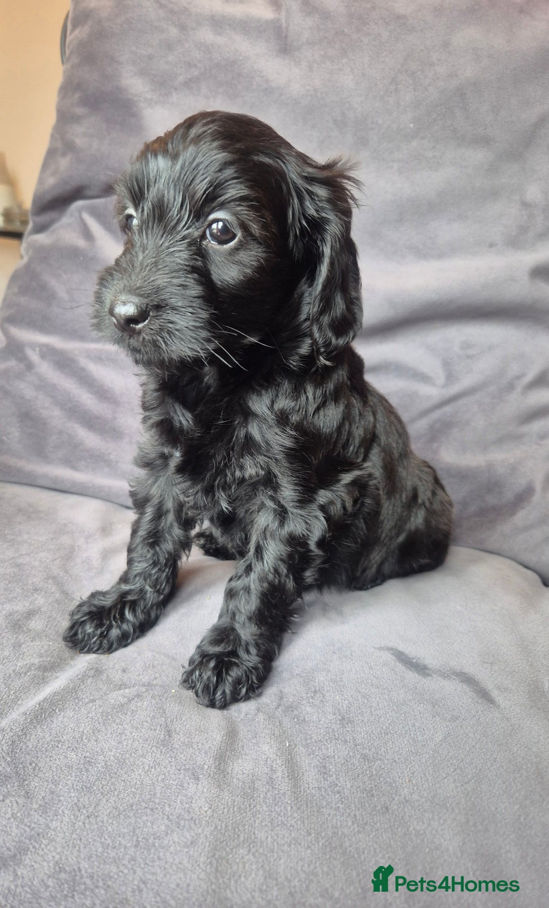 Cockapoo dogs for sale: F1b Cockapoo - ready this weekend - Image 23