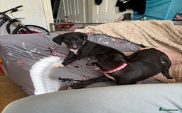 Mixed Breed dogs for sale: Saluki x lurcher/whippet puppies - Image 4