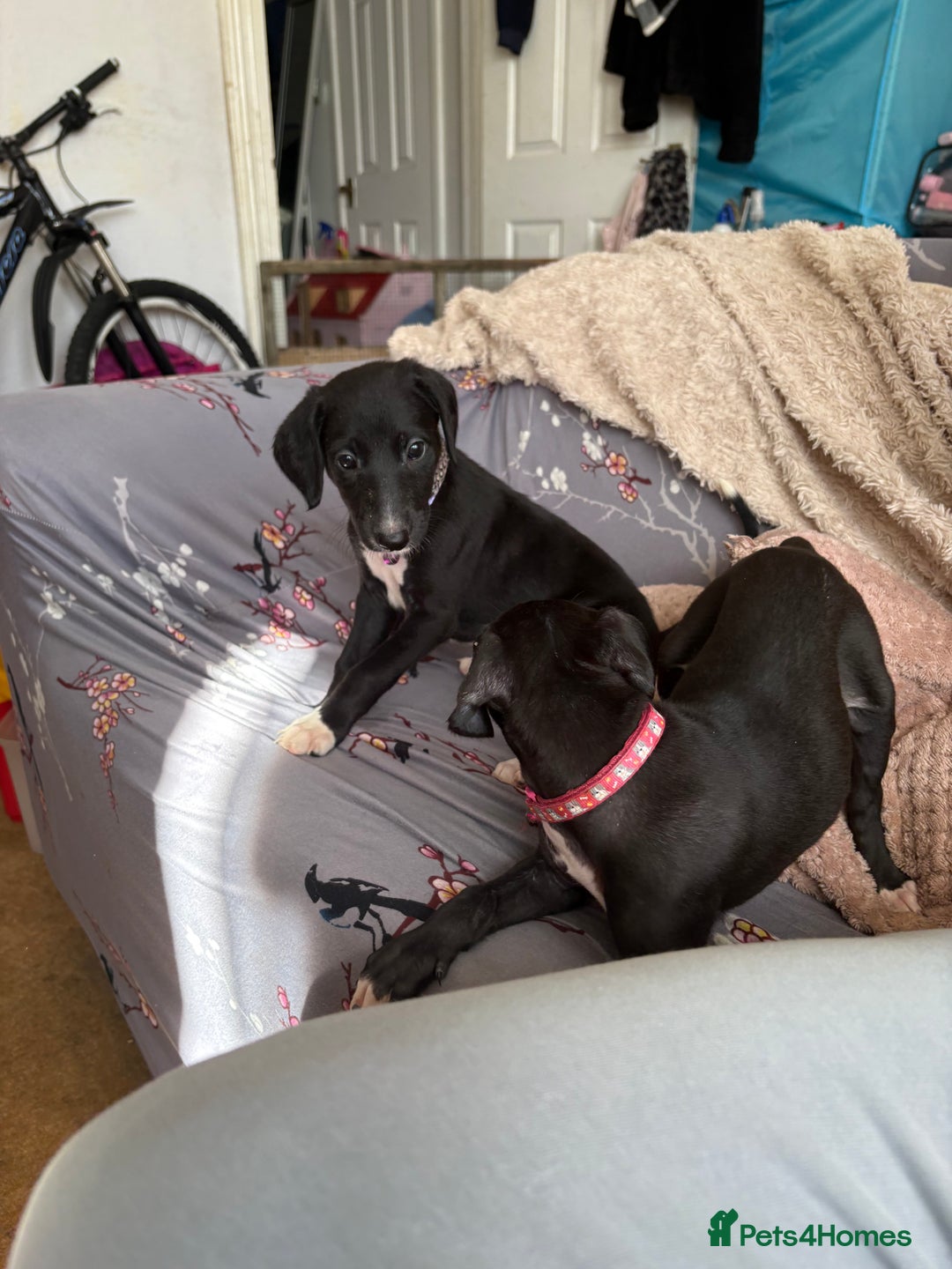 Mixed Breed dogs for sale: Saluki x lurcher/whippet puppies - Image 4