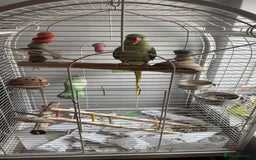 Parrots birds for sale: Amazonian parrot - Image 2