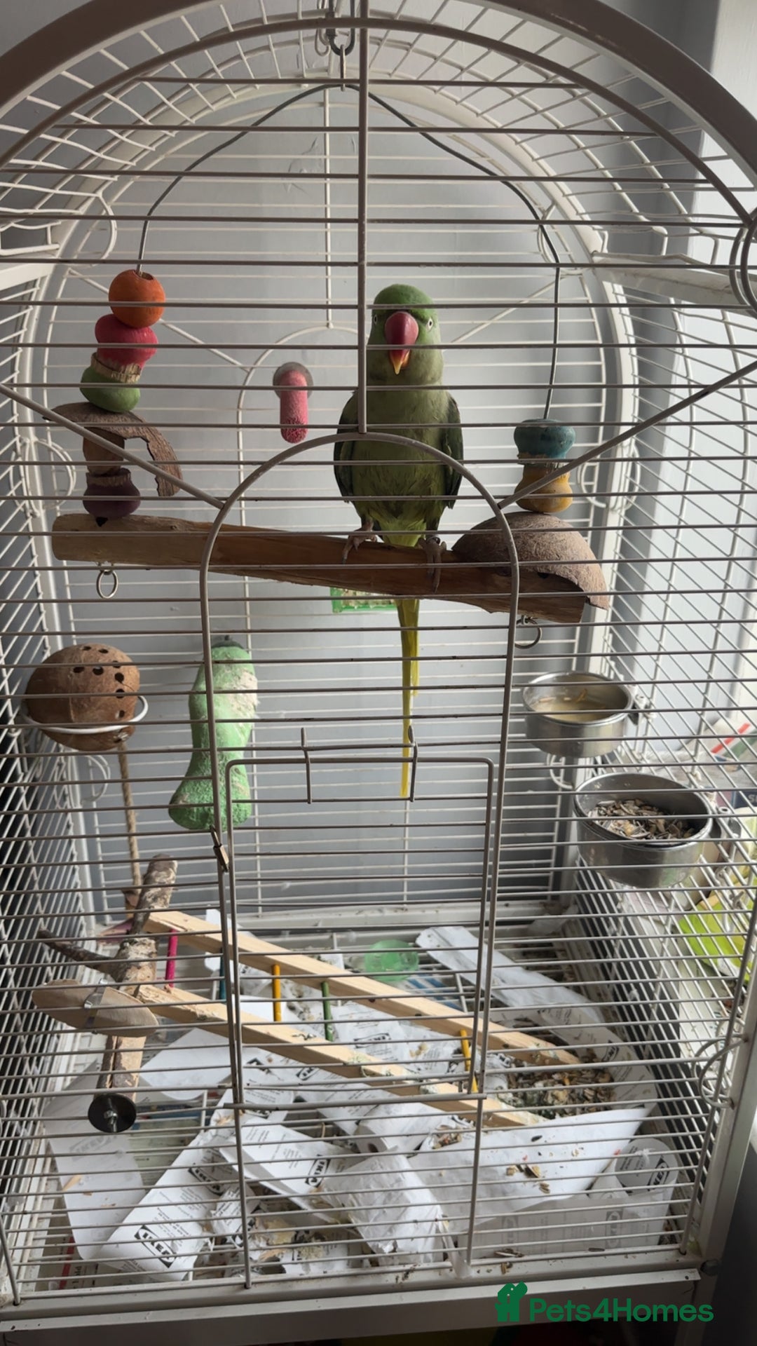 Parrots birds for sale: Amazonian parrot - Image 2