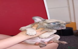 French Bulldog dogs for sale: French bulldog - Image 4