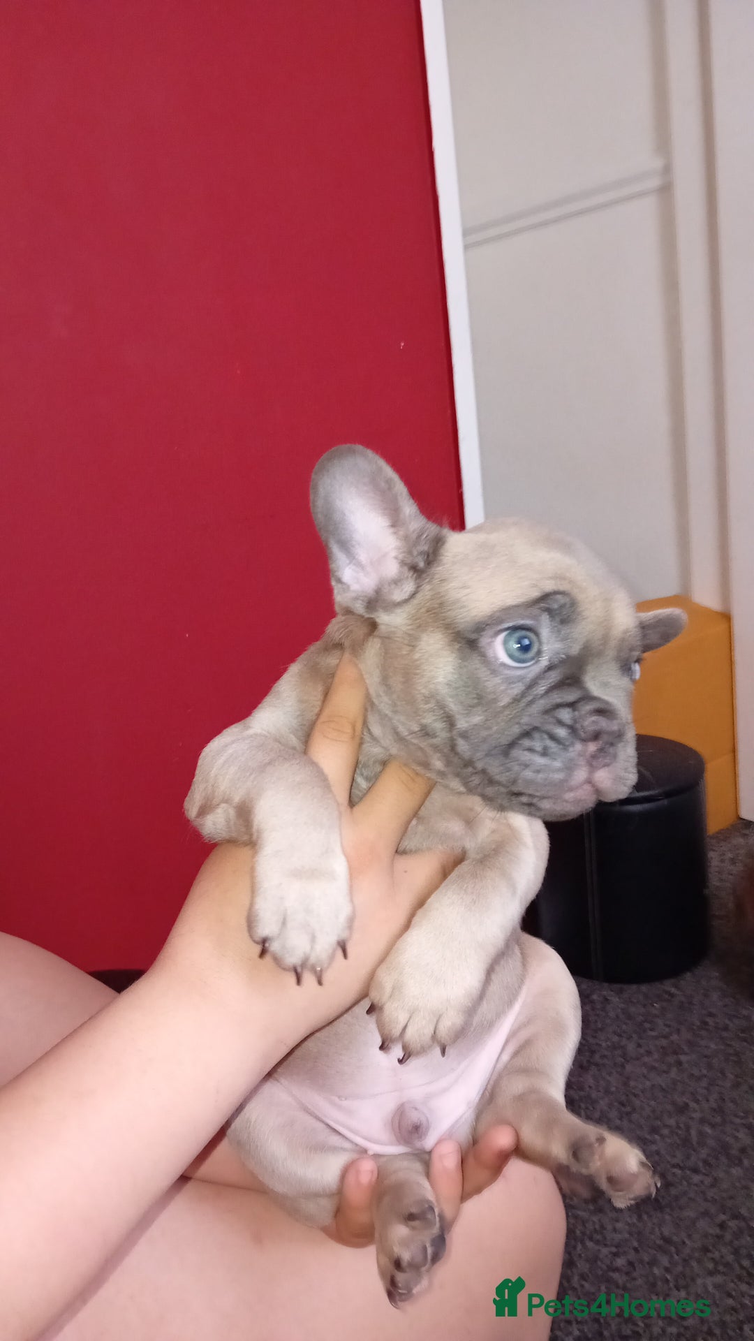 French Bulldog dogs for sale: French bulldog - Image 4