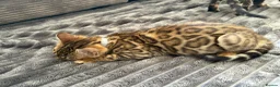 Bengal cats for sale: - Brown & Silver Bengals—Experienced Homes Only - Advert 9