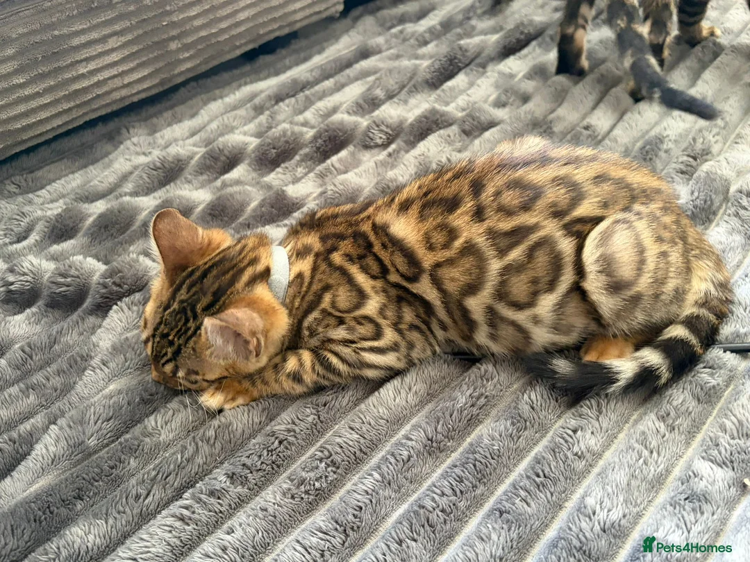 Bengal cats for sale: - Brown & Silver Bengals—Experienced Homes Only - Advert 9