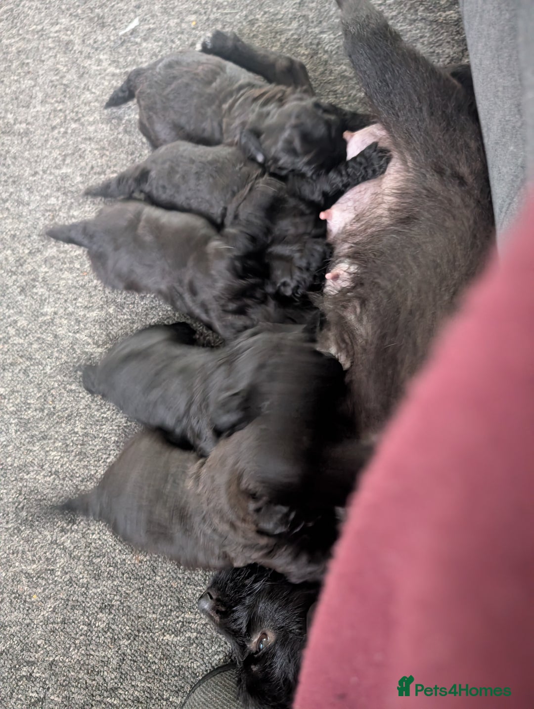 Mixed Breed dogs for sale: Mixed breed puppies 6 weeks old  - Advert 13