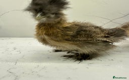 Chickens poultry for sale: Silkie and polish chicken looking for rehome  - Image 7