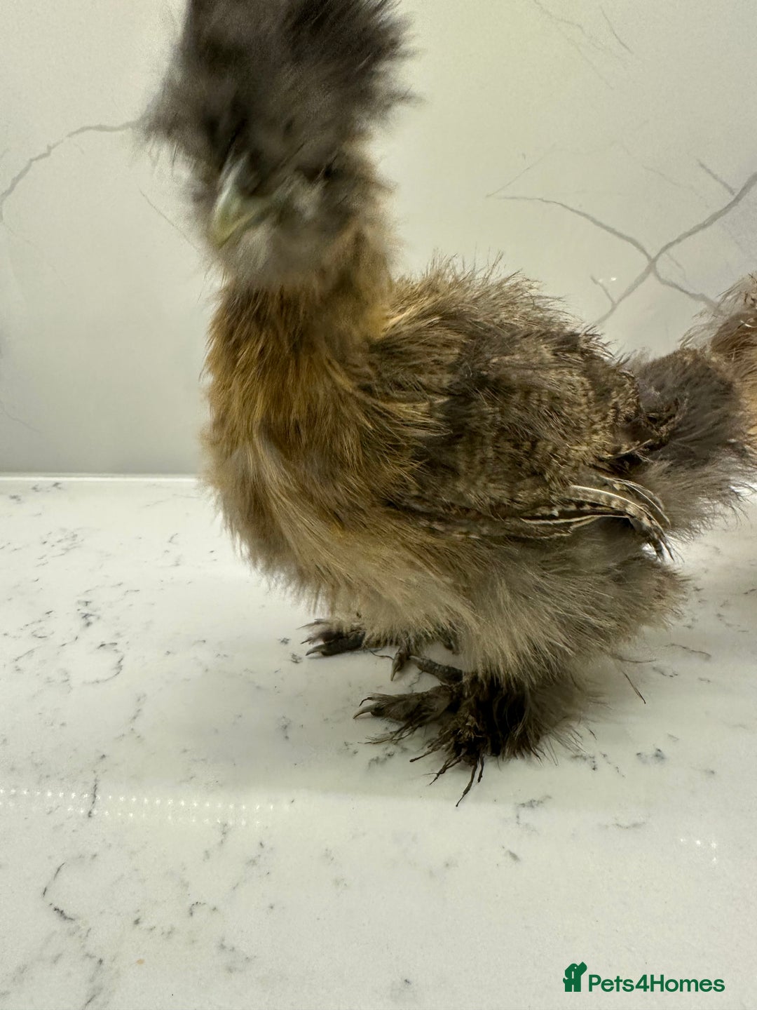 Chickens poultry for sale: Silkie and polish chicken looking for rehome  - Image 7