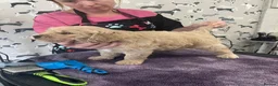 Goldendoodle dogs for sale: Golden doodles F1 in Grimsby - Advert 7