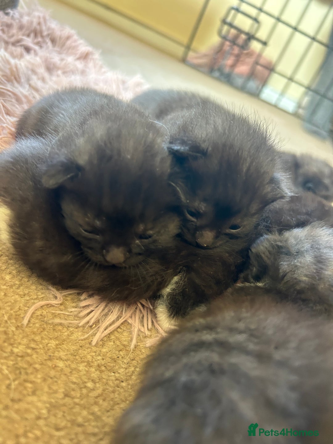 Mixed Breed cats for sale: 7 kittens looking for new home - Image 23