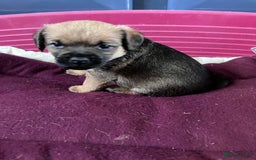 Border Terrier dogs for sale: 4 gorgeous boys  - Image 3