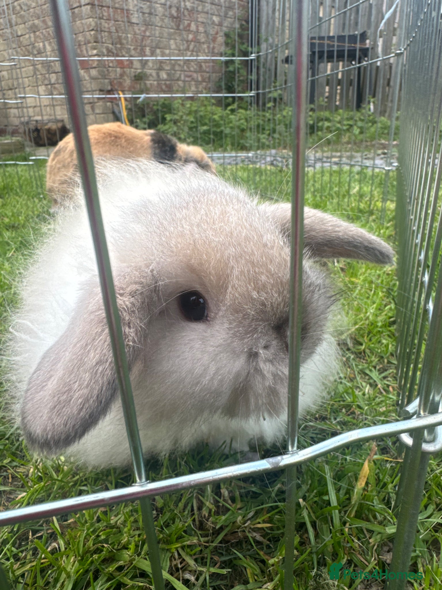 Mini Lop rabbits Ready to go Beautiful mini lop rabbit GREY - Advert 12