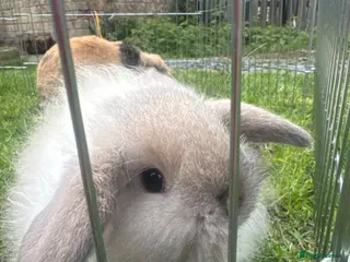Mini Lop rabbits Ready to go Beautiful mini lop rabbit GREY - Advert 12