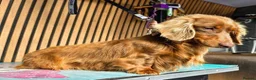 Miniature Dachshund dogs for stud: **RogueRoyales Stud Cartier** PRA Clear  - Advert 8
