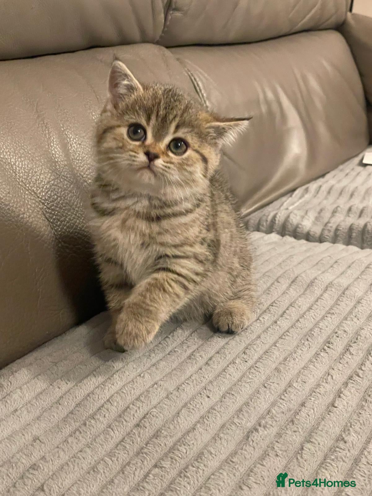 Mixed Breed cats for sale: 5 Beautiful Kittens Ready For Loving Homes - Advert 1