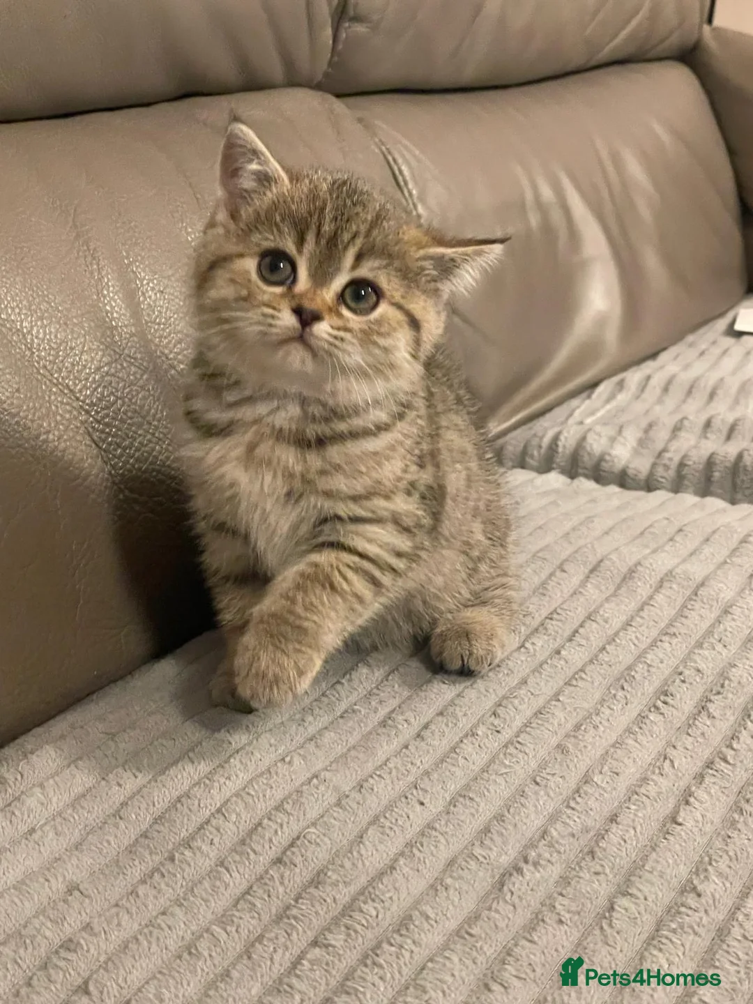 Mixed Breed cats for sale: 5 Beautiful Kittens Ready For Loving Homes - Advert 1