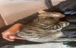Mixed Breed cats for sale: 4 month old male kitten ready to leave - Image 3