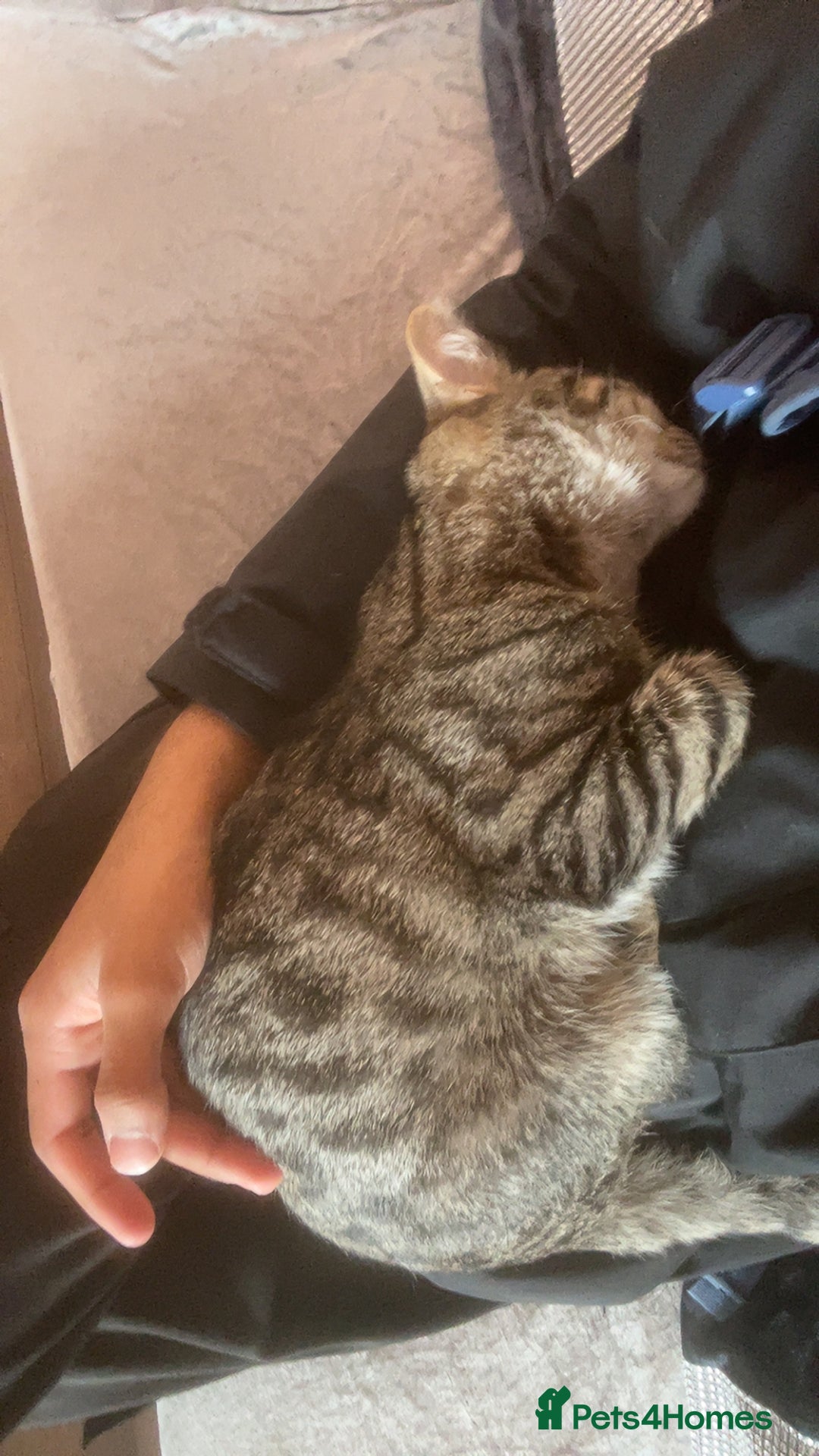 Mixed Breed cats for sale: 4 month old male kitten ready to leave - Image 3