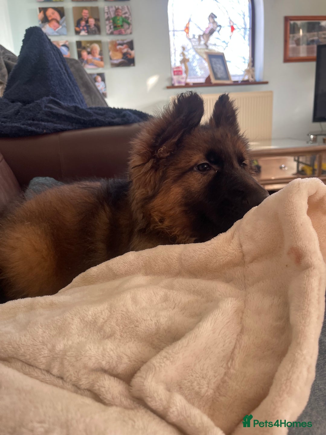 German Shepherd dogs for sale: German Shepherd MALE - Huge  - Advert 35