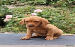 Labrador Retriever dogs for sale: Health Tested Fox Red Puppies for Sale - Image 12