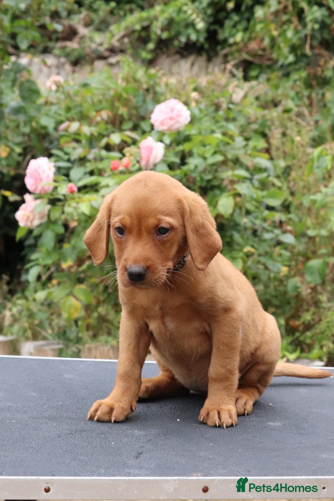 Labrador Retriever dogs for sale: Health Tested Fox Red Puppies for Sale - Image 12
