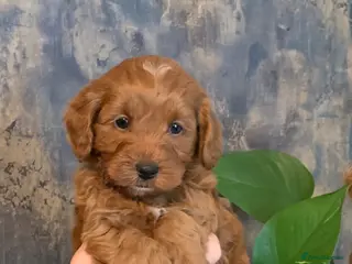 Cockapoo dogs F1b Outstanding Cockapoo puppies Health checked. - Advert 12