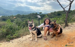 German Shepherd dogs for sale: ⚡RARE EAST EUROPEAN SHEPHERD PUPPIES AVAILABLE⚡ - Image 27