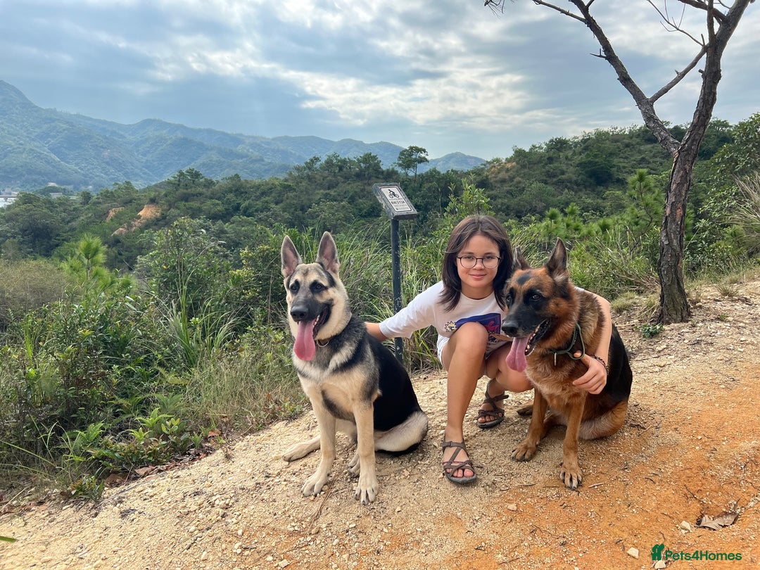 German Shepherd dogs for sale: ⚡RARE EAST EUROPEAN SHEPHERD PUPPIES AVAILABLE⚡ - Image 27
