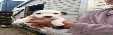 Jack Russell 2