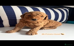 Mini Goldendoodle dogs for sale: Absolutely stunning Mini Goldendoodle puppies 🐾 - Image 4
