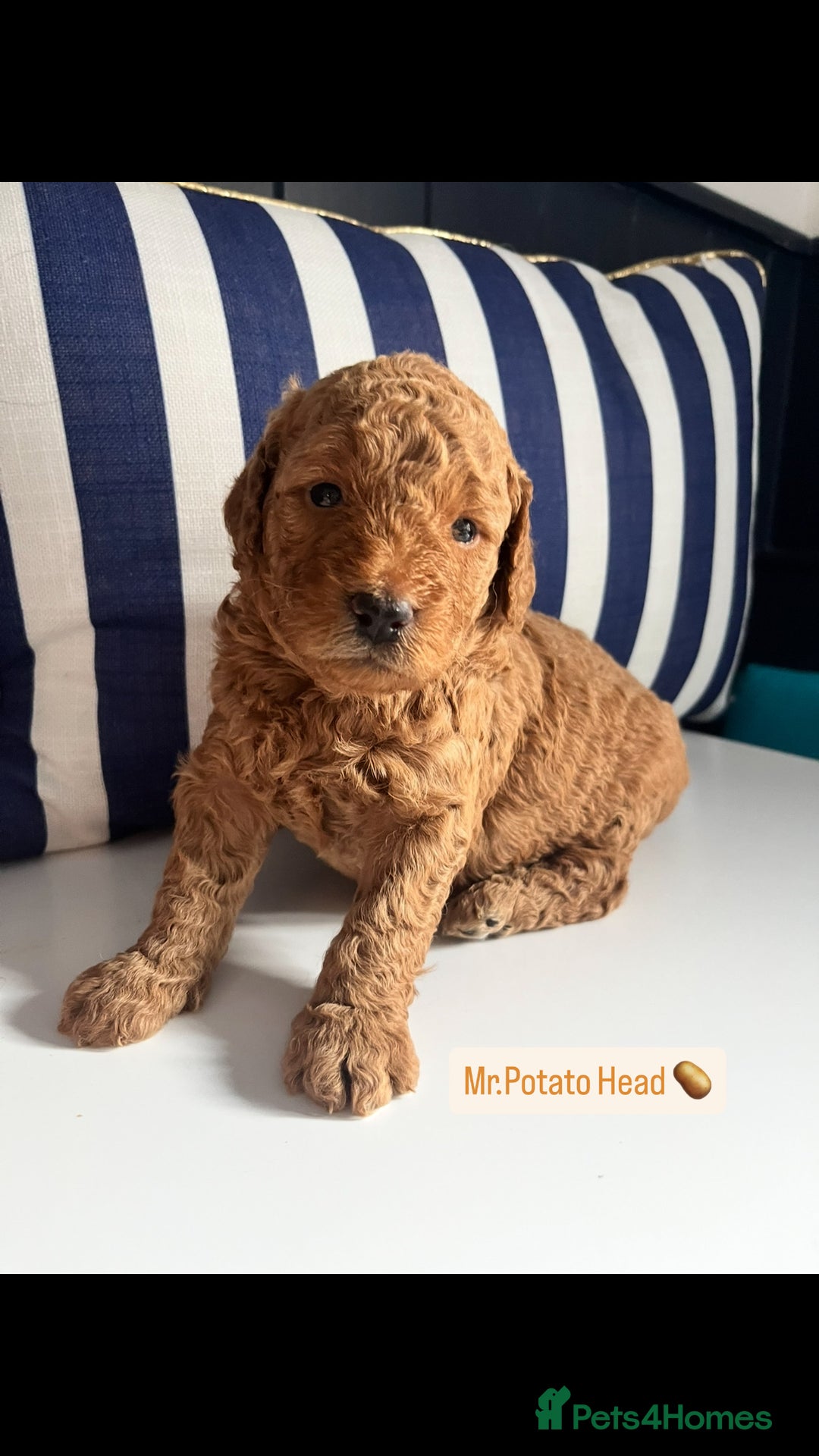Mini Goldendoodle dogs for sale: Absolutely stunning Mini Goldendoodle puppies 🐾 - Image 4