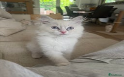 Ragdoll cats for sale: X5 Ragdoll kittens - Image 7