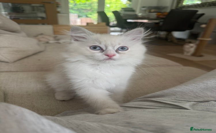 Ragdoll cats - Advert 6