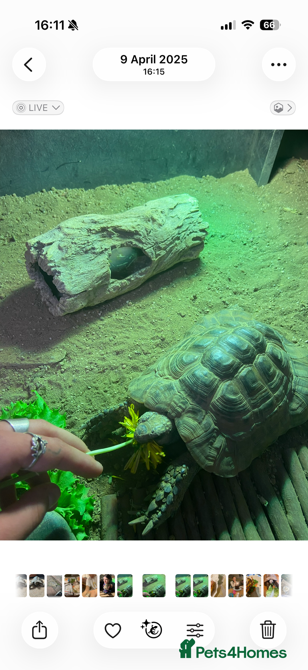 Tortoise reptiles for sale: Male Greek Tortoise for Sale, price negotiable.  - Advert 2