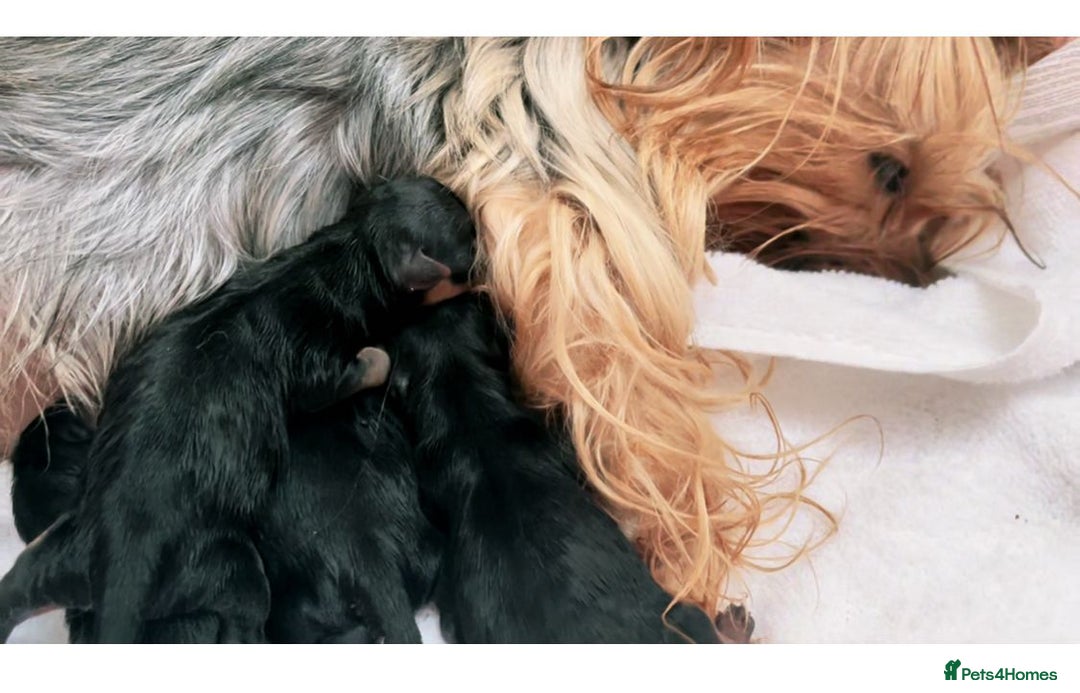 Yorkshire Terrier dogs for sale: SILVER & TAN FEMALE YORKIE KC REGISTERED - Advert 2