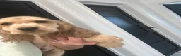 Cocker Spaniel dogs for sale: Kennel Club Registered Show Type Cocker puppies - Advert 31