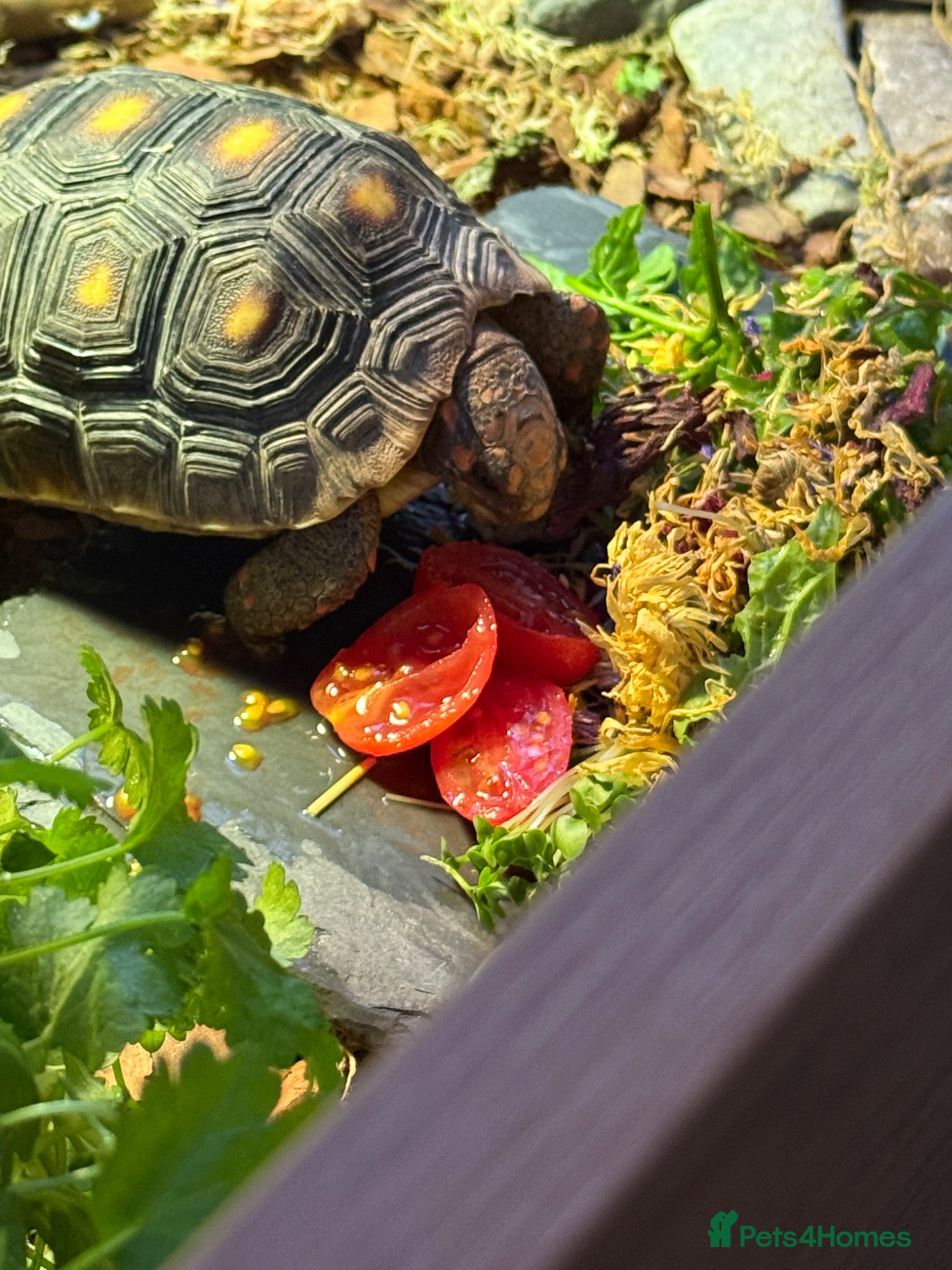 Tortoise reptiles for sale: Red foot tortoise  in Saint Leonards-on-sea - Advert 21