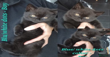 British Shorthair cats - Advert 9