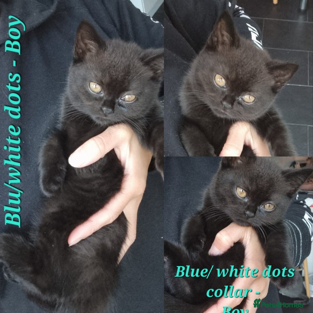 British Shorthair cats for sale: Beautiful BSH kittens in West London - Image 2