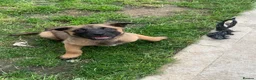 Mixed Breed dogs for sale: German Shepard cross Belgium malli - Advert 5