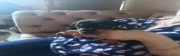 Miniature Dachshund dogs for sale: Miniature dachshund puppies - Advert 9