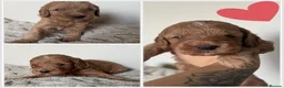 Mixed Breed dogs for sale: Beautiful Multigen Labradoodles  - Advert 5