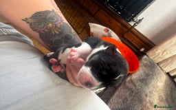 Mixed Breed dogs for sale: Pups for sale  - Image 3